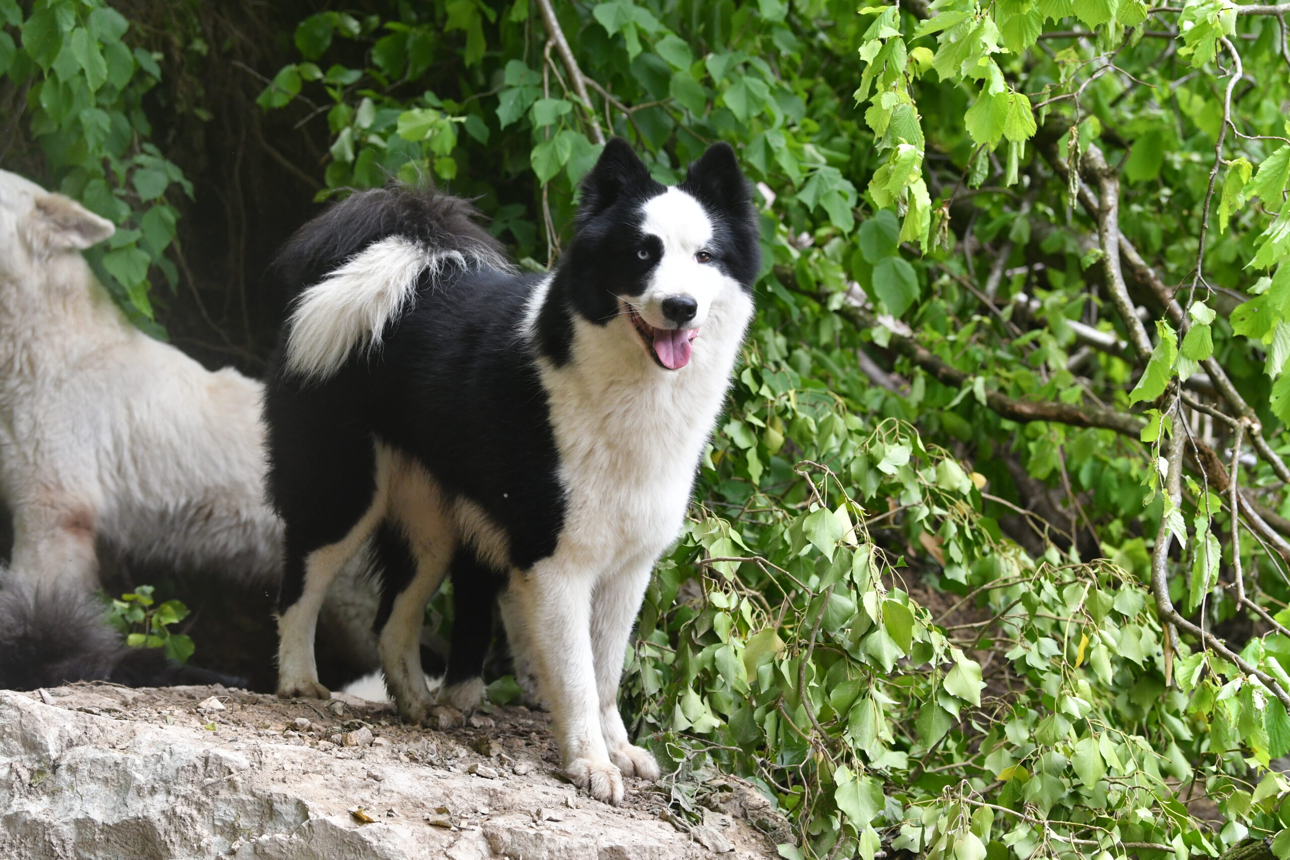 male laika de iakoutie elevage du lac de garm Ain