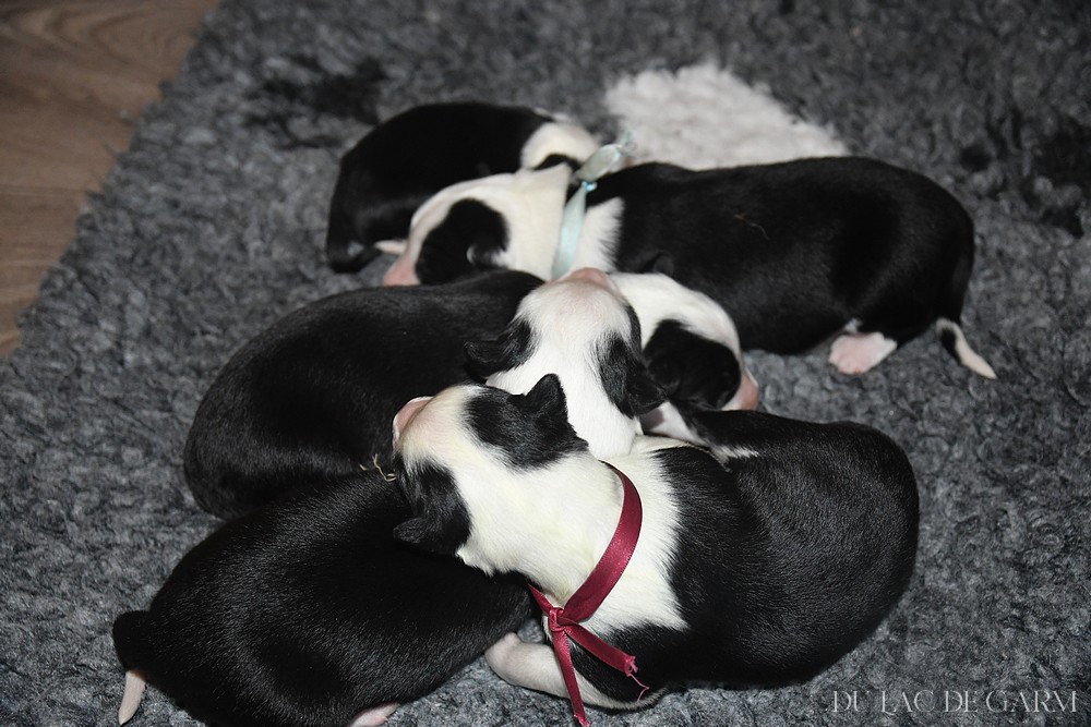 chiot laika de yakoutie elevage du lac de garm