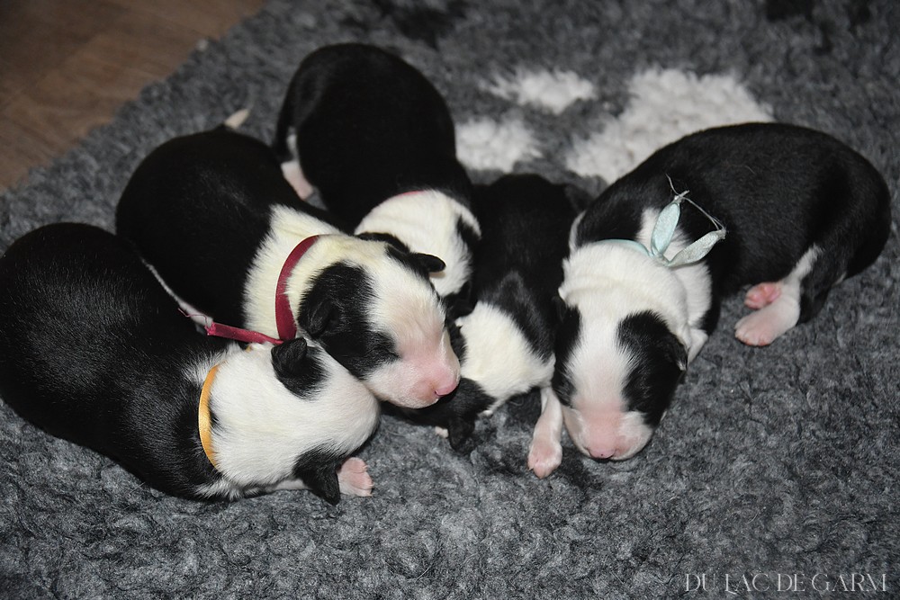 chiots laika de iakoutie elevage Ain