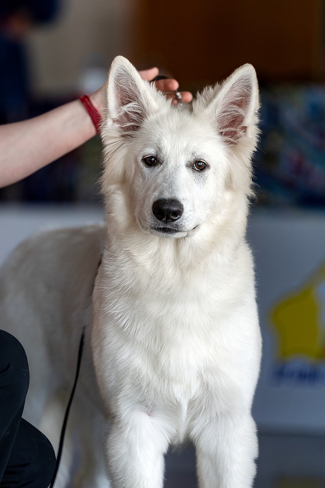 20260502-134316-DSC06802 jeune femelle berger blanc suisse elevage du lac de garm