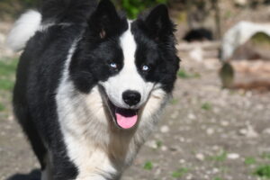 Ace, jeune male laika de yakoutie à l'adoption