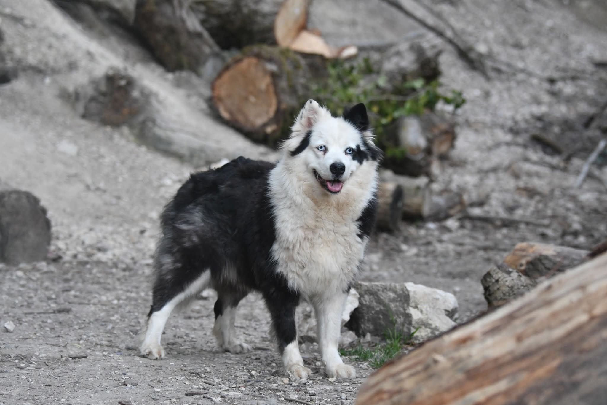 Upla Boom, femelle Laïka de Iakoutie à l'adoption, élevage du Lac de Garm